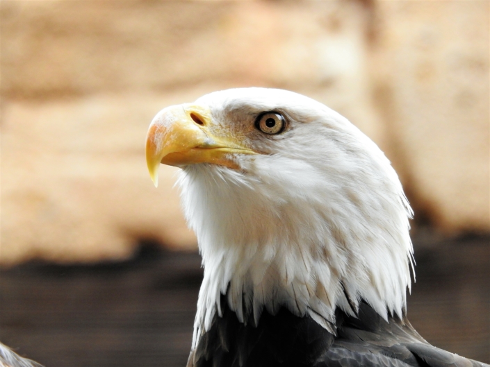 bald eagle eagle bald freedom american symbol wildlife animal wild nature bird brown eagle