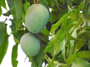 mango mango tree tropical food fruit nature tree fresh natural organic green sweet healthy exotic ripe leaf