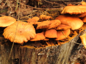 mushrooms wood nature green brown fungi forest