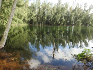 lake view, forest and lake