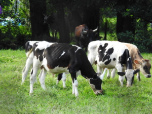 cows, milk