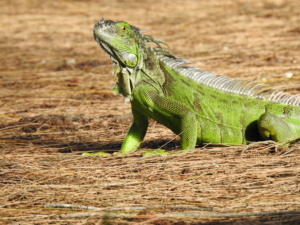 iguana animal tr wildlife nature reptile green