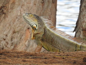 iguana animal tr wildlife nature reptile brown iguana