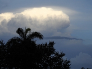 rainy sky tree