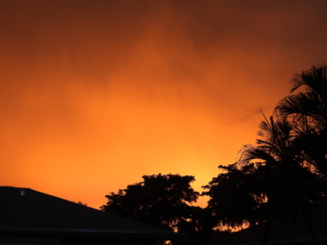 silhouette tree red sky nature sunset orange sunlight