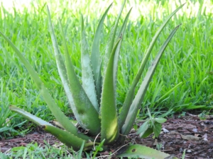 aleo vera plant