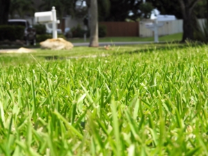 grass lawn garden