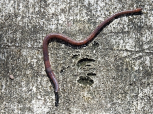 earthworm worm