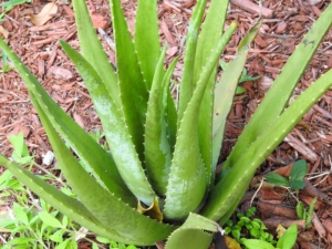 aleo vera plant