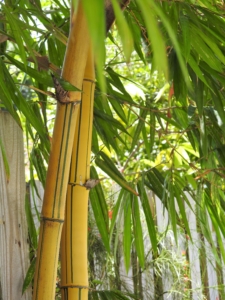 bamboo tree nature branch