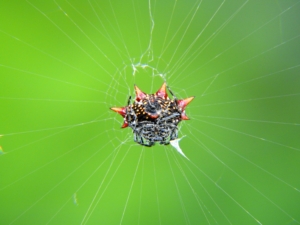 black crap spider Florida