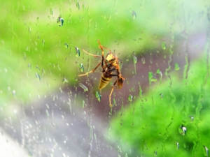 bee wasp window rain bug insect green window