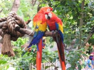 parrot bird wildlife colorful wing jungle nature exotic animal tropical love