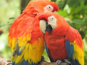 parrot bird wildlife colorful wing jungle nature exotic animal tropical love