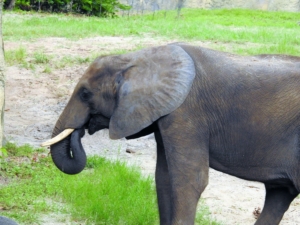 elephant mammal giant animal wild wildlife nature big safari african huge large trunk