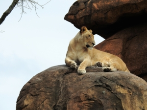 lion wild animal wildlife african nature predator king brown lion brown king