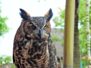 owl bird animal nature wildlife wild