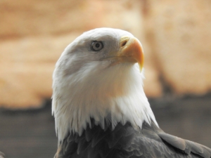 bald eagle eagle bald freedom american symbol wildlife animal wild nature bird brown eagle