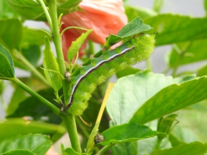 Poisonous green caterpillar from Florida