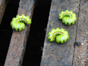 green stinging caterpillars Florida poison caterpillar