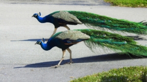 bird nature animal wildlife outdoors peacock florida
