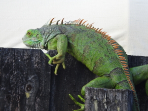 iguana tropical animal tropical animal wild nature reptile wildlife exotic dragon green dragon fence Florida