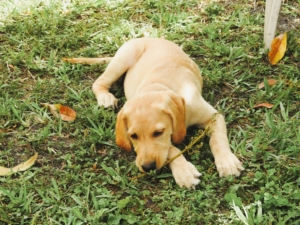 Puppy golden retriever dog