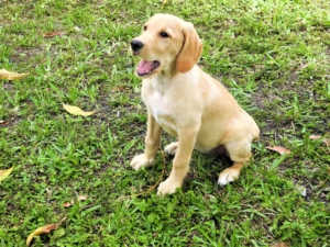 Puppy golden retriever dog