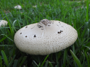 mushroom Texas