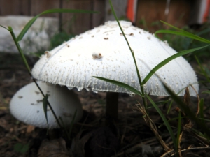 mushroom Texas