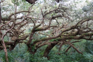tree