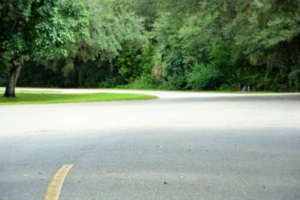 road, forest road
