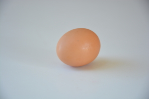 egg, single egg, alone, chicken